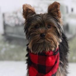 Levi - Yorkshire Terrier