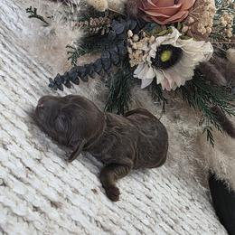Flurry - Brown and tan male Cockapoo puppy in Delphos, Ohio from Route 66 Poodles & Doodles, Sapphire Shih-tzu's of Ohio