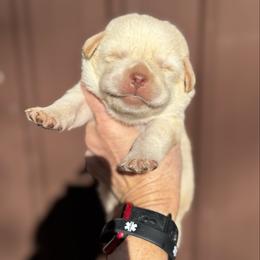 Babe - Yellow female Labrador Retriever puppy in Sullivan, Missouri from O’Dell Labs
