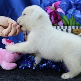 Girl - Yellow female Labrador Retriever puppy in Lakeside, California from Labs To Love