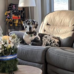 Girl 3 - Harlequin Great Dane puppy in Lawrenceburg, Indiana from Jordan Giants