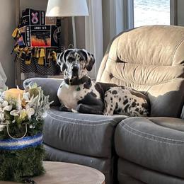 Girl 3 - Harlequin Great Dane puppy in Lawrenceburg, Indiana from Jordan Giants