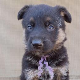 Purple Girl - Black and tan female German Shepherd puppy in La Pine, Oregon from Granville/Diamond Peak German Shepherds