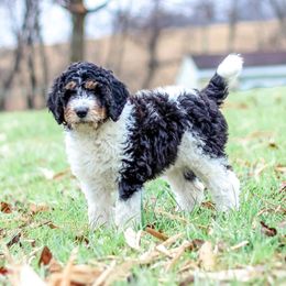 Maple - Tri-color female Bernedoodle puppy in Delta, Pennsylvania from KEE Bernedoodles