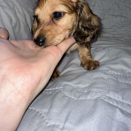 Dachshund Puppies from KCM Doxies