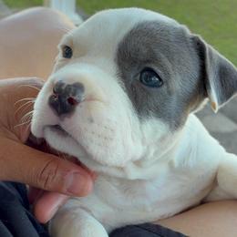 Clue - Black female American Staffordshire Terrier puppy in Byron, Georgia from Lelani