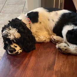 Cockapoo puppies from Sweet Legacy Doodles