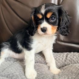 Sprinkle - Tri-color female Cavalier King Charles Spaniel puppy in De Soto, Missouri from Blooming Cavaliers