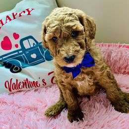 Poodle Puppies from Sorensen Standard Poodles