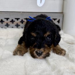 Peanut Blossom - Phantom male Bernedoodle puppy in Hegins, Pennsylvania from Bubbling Springs Doodles, LLC