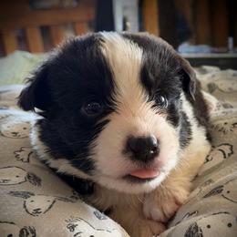Curious Casey - Black and white male Cardigan Welsh Corgi puppy in Omaha, Arkansas from DnD Corgis