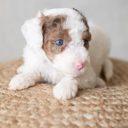 Lilly - Red merle Aussiedoodle puppy in Bradenton, Florida from Doodle Acres