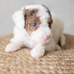 Lilly - Red merle Aussiedoodle puppy in Bradenton, Florida from Doodle Acres