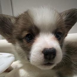 Rose Dew - Fawn female Pembroke Welsh Corgi puppy in New York, New York from Ad Astra NYC