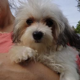 Popeye - Merle male Maltipoo puppy in Pine Grove, Pennsylvania from Cathy Burns