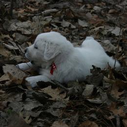 Golden Retriever Puppies from Mapleleaf Goldens