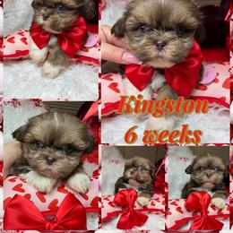 Kingston - Liver and white male Shih Tzu puppy in Coolidge, Arizona from Shih Tzu’s  ‘N’ Love