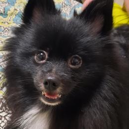 Bozeman - Pomeranian
