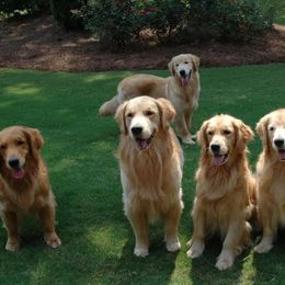 Golden Retrievers from Pendery Golden Retrievers