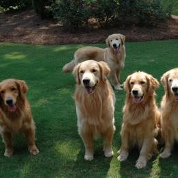 Golden Retrievers from Pendery Golden Retrievers