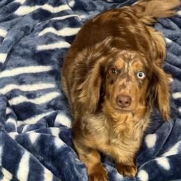 Dejah - Dachshund