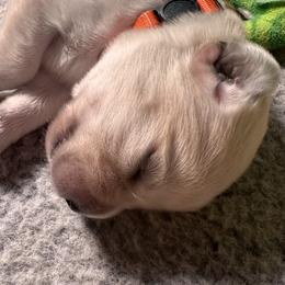 Orange - Yellow female Labrador Retriever puppy in Menomonee Falls, Wisconsin from Steppinstone Dog Training and Labradors/BC’s