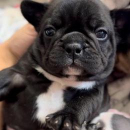 Black Brindle - White Chest Female - AKC French Bulldog - Brindle and white female French Bulldog puppy in Gulf Breeze, Florida from SW Frenchies
