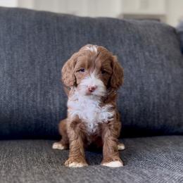 Fern - Red  male Goldendoodle puppy in St George, Utah from Doodle Bears of Southern Utah