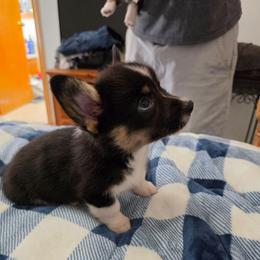 Alan - Black and tan male Pembroke Welsh Corgi puppy in Houston, Missouri from Pistol Creek Puppies