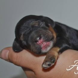 Afogotto - Black and tan female Cocker Spaniel puppy in Myerstown, Pennsylvania from The Cocker Cingdom