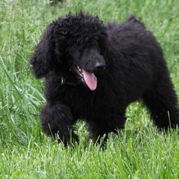 Poodle Puppies from Country Pups Poodles