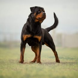Hugo - Rottweiler