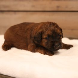Jade - Red female Whoodle puppy in West Bend, Iowa from Blue Skies Terriers