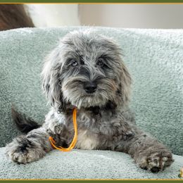 Fraser - Merle male Cockapoo puppy in Connersville, Indiana from Deaz Doodle Ranch