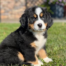 Addie 1 - Black rust and white female Bernese Mountain Dog puppy in Stone Creek, Ohio from Highland Meadows