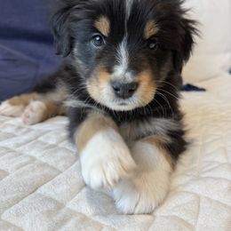 Haven - Black tri-color Australian Shepherd puppy in Patchogue, New York from South Shore Aussies