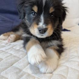Haven - Black tri-color Australian Shepherd puppy in Patchogue, New York from South Shore Aussies