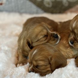 Cavalier King Charles Spaniels from Freeman's Royal Cavaliers