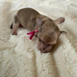 Pink Collar Female - Dapple female Dachshund puppy in Madison, Michigan from Jensen Dobermans and Dachshunds