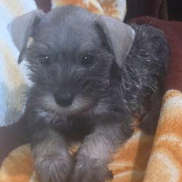 Chloe - Salt and pepper female Miniature Schnauzer puppy in Bloomington, California from Michael's Minis