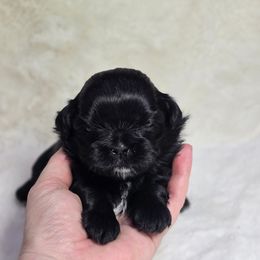 Callie - Black female Shih Tzu puppy in Mountain Grove, Missouri from Precious Puppies