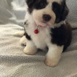 Aussiedoodle Puppies from Ohana Companions