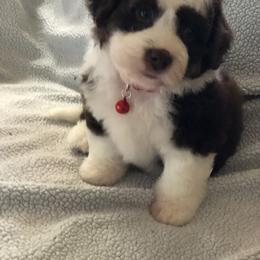 Aussiedoodle Puppies from Ohana Companions
