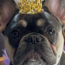 French Bulldogs from Famiglia Frenchies