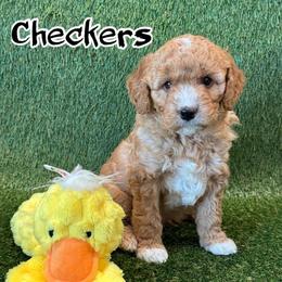 Checkers - Red  male Goldendoodle puppy in Nortonville, Kentucky from Deb’s KY Doodles