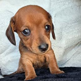 Solo - Red female Dachshund puppy in Farmington, Missouri from Southeast mo Miniature dachshunds