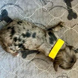 Addy - Blue merle female Aussiedoodle puppy in Midlothian, Texas from Gray Doodles