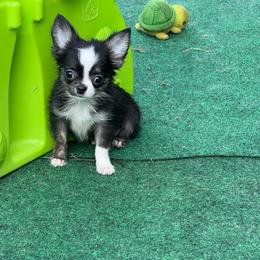 Salem - Black and tan male Chihuahua puppy in Williamsburg, Virginia from PAWSitive Cheeky Chihuahua LLC