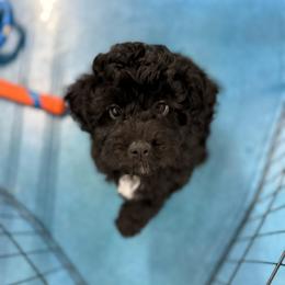 Nitro - Black and white male Aussiedoodle puppy in Science Hill, Kentucky from Southern Paws Kennels
