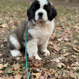 Saint Bernard Puppies from Northwoods Saint Bernards